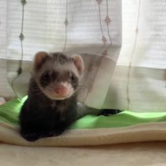 だいすけのトーク