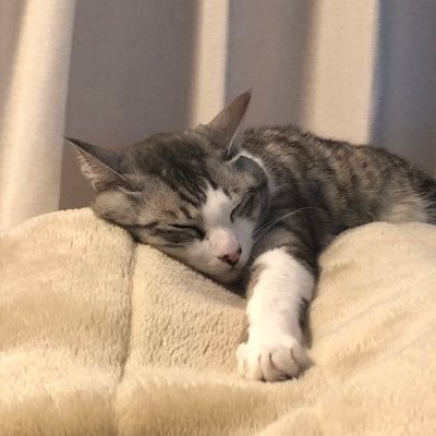 うどん脳のトーク