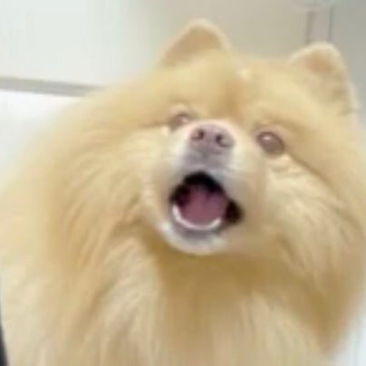 なーにゃ