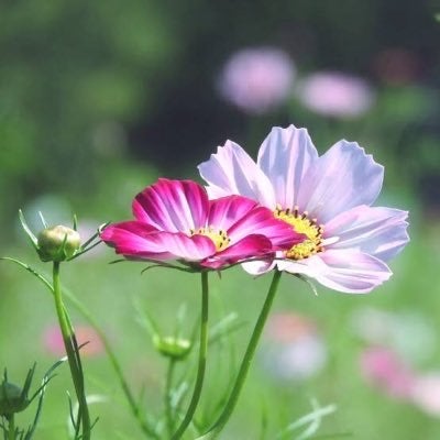 野に咲く花のように