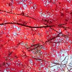 ずっきー返信用