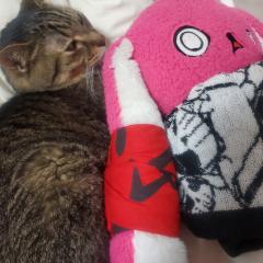 ぼん。@ミオラー