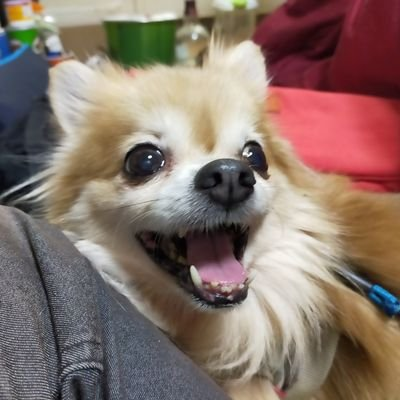 白龍王子様のトーク