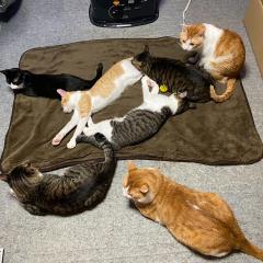 フレア