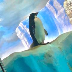 陸に上がったペンギン