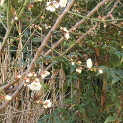 なこなったんのトーク