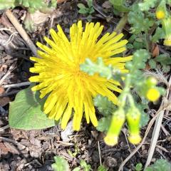 たんぽぽcafe（悩んでいること聴きます）