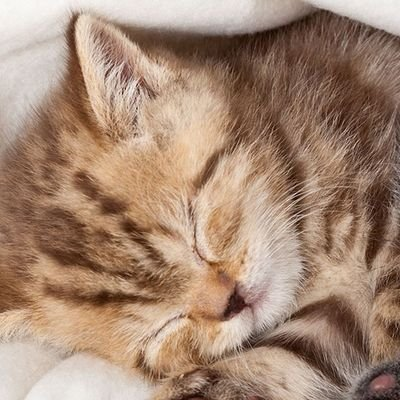 まつぼっくり