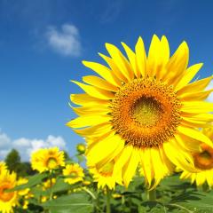 せっっっつジャム