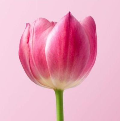 明日ツイッターやめます