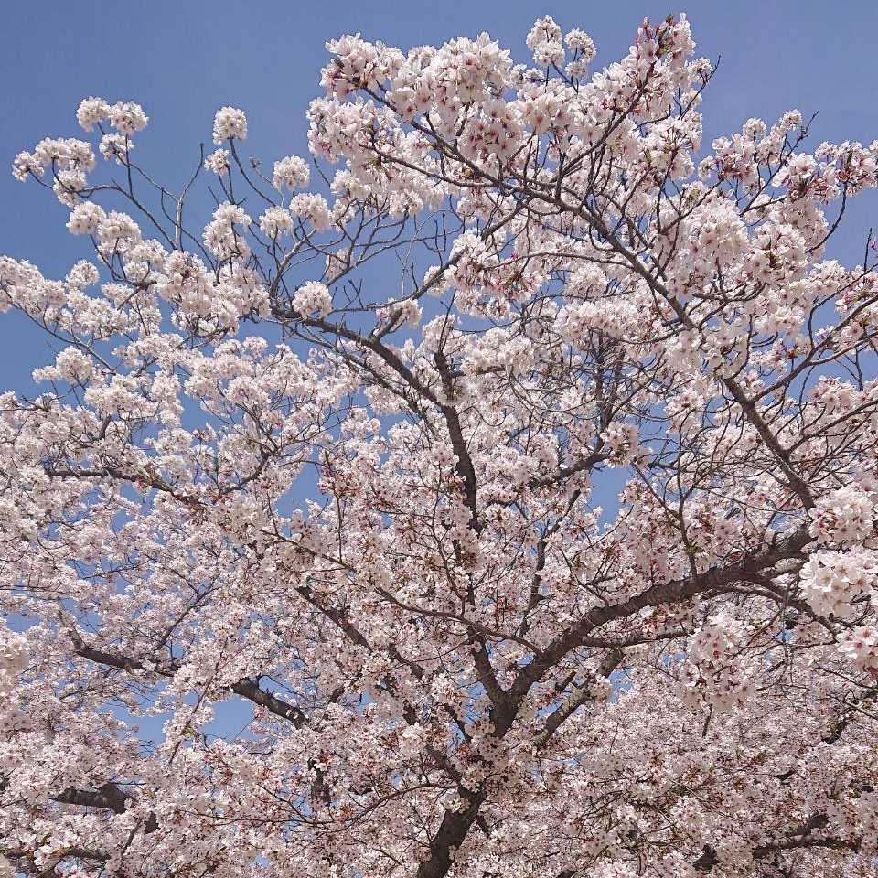 桜の下で会いましょう 1年前にであった同志を記念して。。。