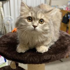 まちゃる
