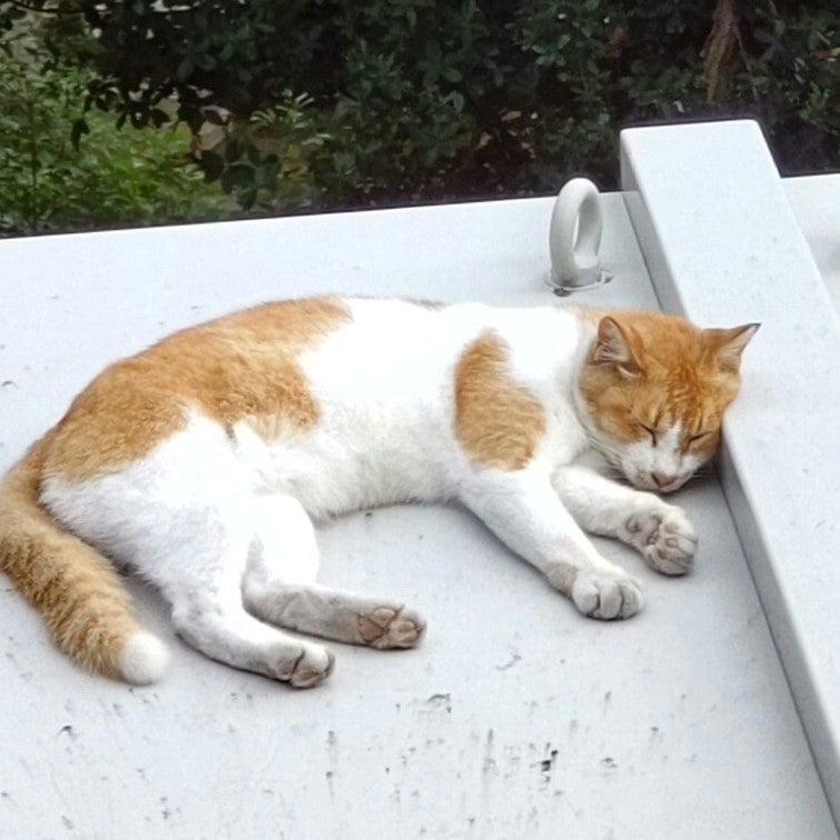 キリギリスのトーク