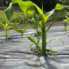 ファーム＆グリーン