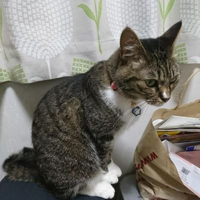ミルク猫♂