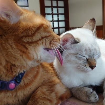 めんま