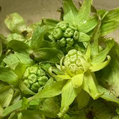 かど くん ‼️