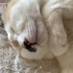 なおすけのトーク