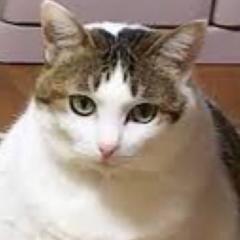 デブ猫