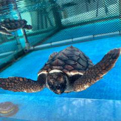 のすけのトーク