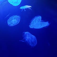 りょう