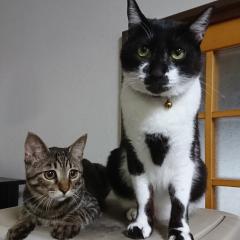 ごろー