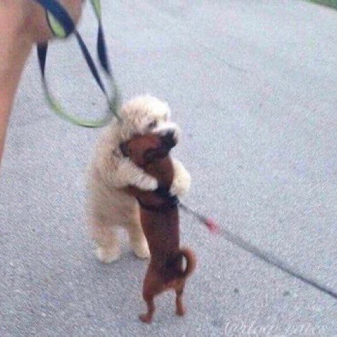やさしい犬