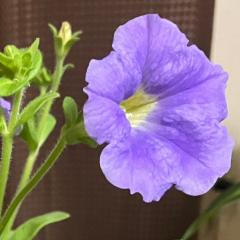 まうんのトーク