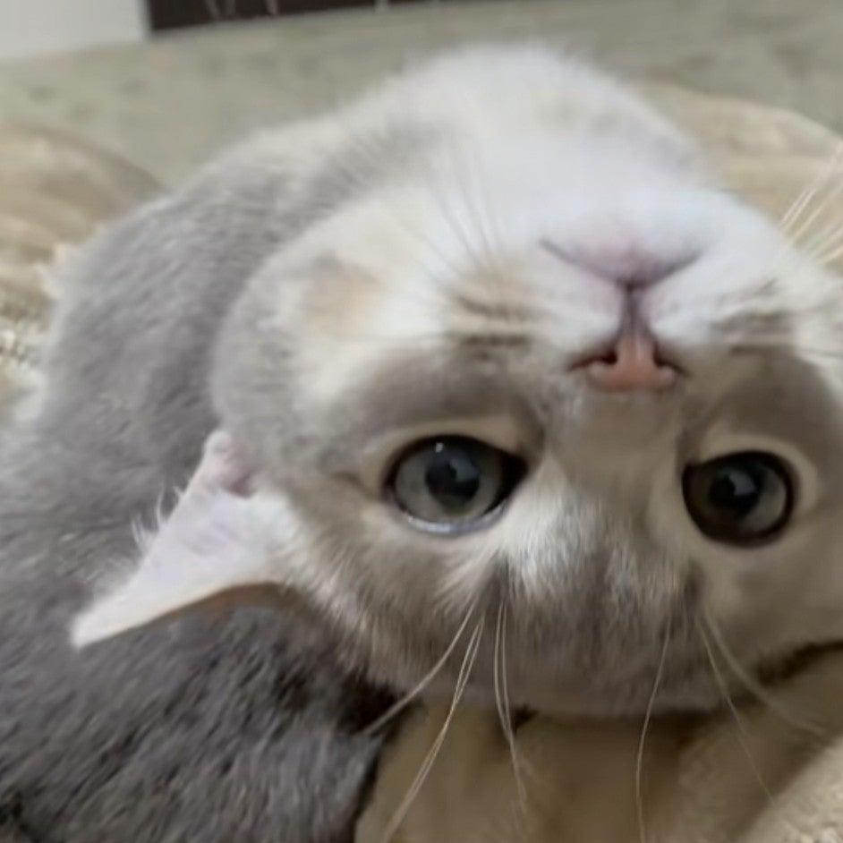 まーし