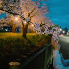 .｡.:*･かなキリン･*:.｡.