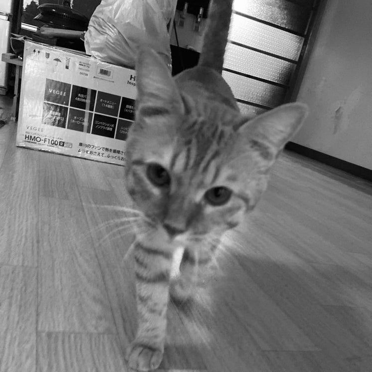 ルパン三世のトーク