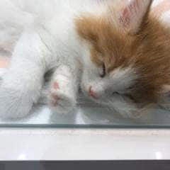 寝子の散歩道🐾の写真館