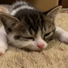 めぐみんメール