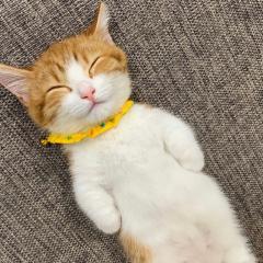 メロンパン