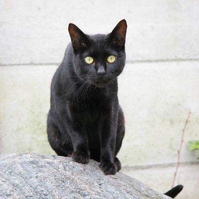 テツセイサクショ