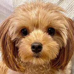 ゆういち🐶🐾