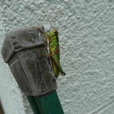 パニぷり