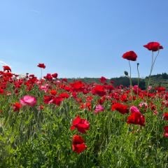 チュウトのトーク