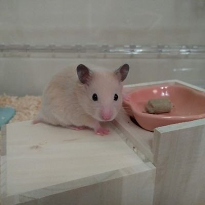 つぶらなひとみ