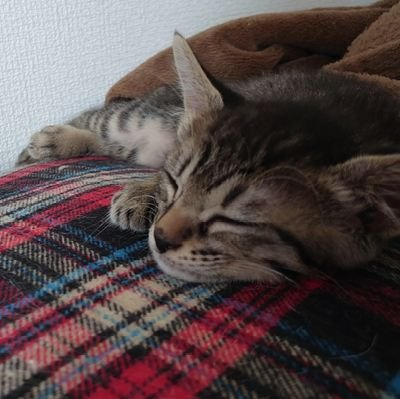 あさり