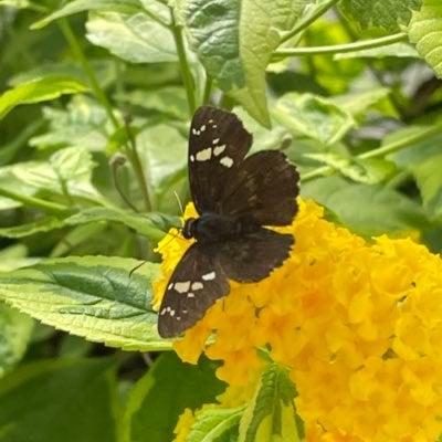 大和康雄のトーク