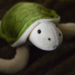 携帯にカメ