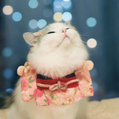 まゆたん４８のトーク