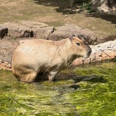 ダイエットマン