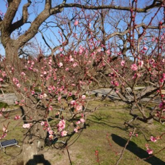 nishinishi