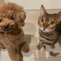 けんたこやきのトーク