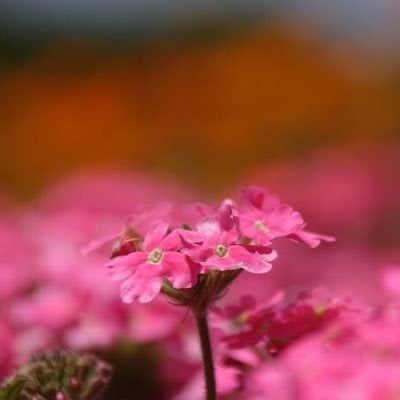 さく✬ ໒꒱