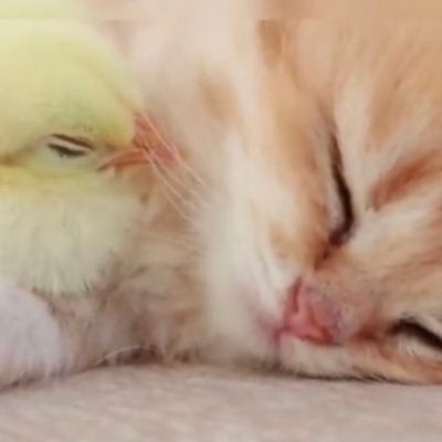 𝓡𝓮𝓷✬♡🎎