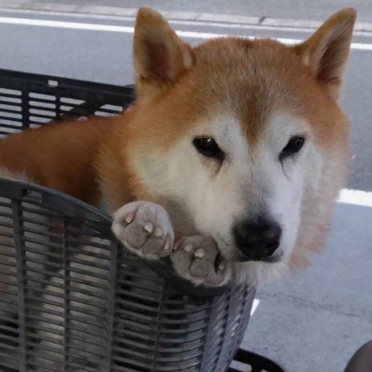肉球丸