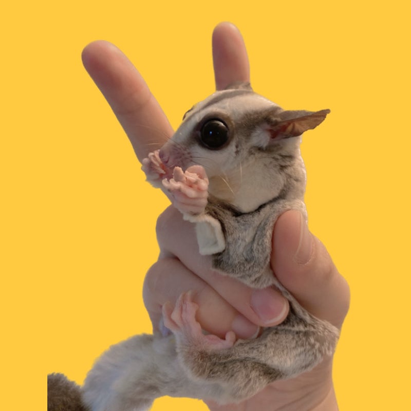 ピーチクパーチク